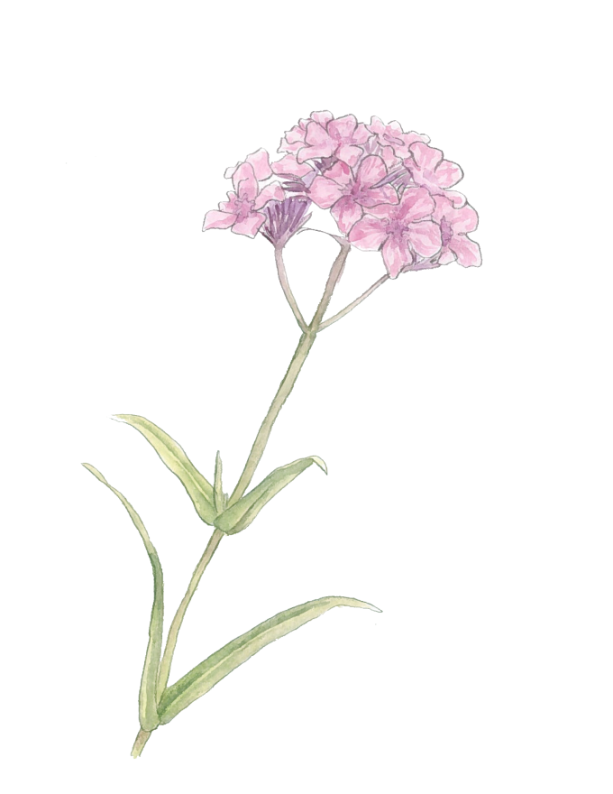pink flower watercolor