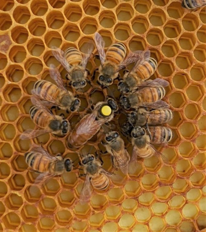 Instrumentally Inseminated Honey Bee Queen and Her Retinue