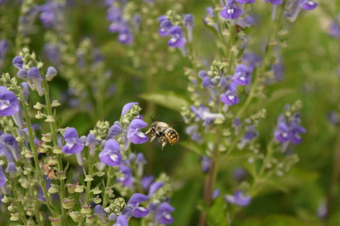 anthidium bee flies toward light blue flowers
