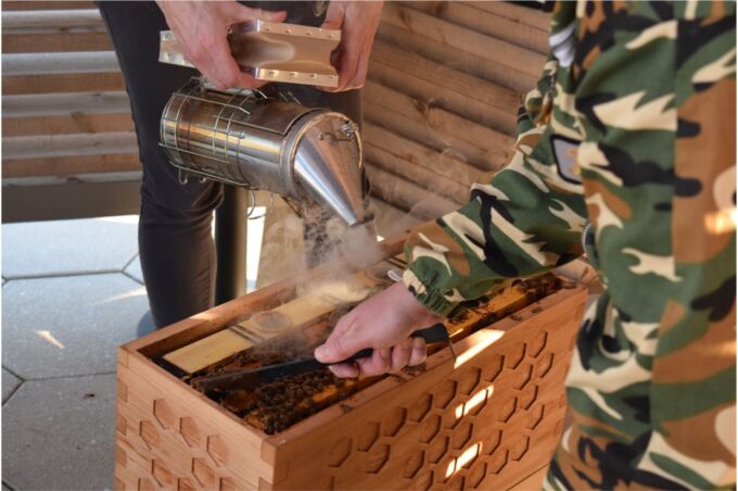 Beekeeper using smokepot to calm bees