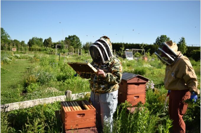 Beekeepers tending to hives in the field