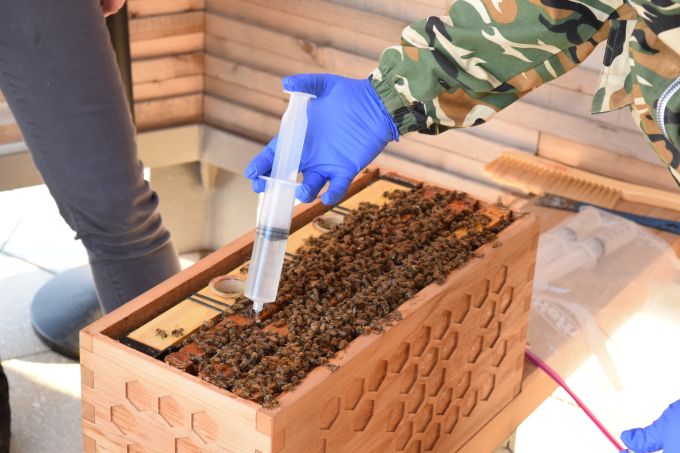 beekeeper treats for mites