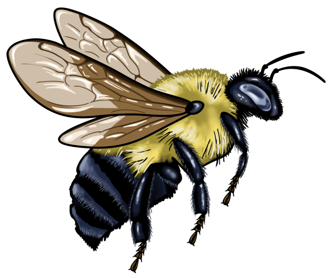 bumble bee flying in color