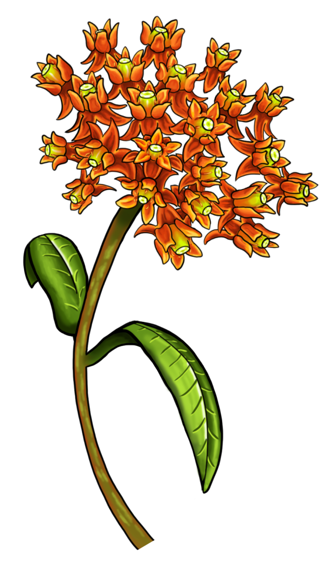 orange flowers with green stem and two green leaves