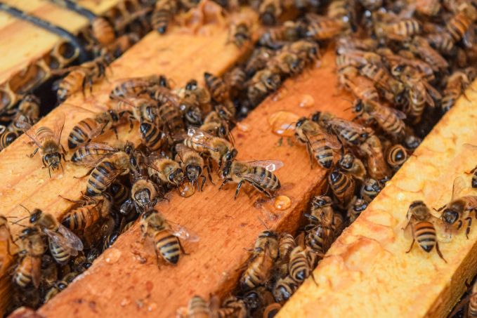 honey bees eating sugar syrup on frame
