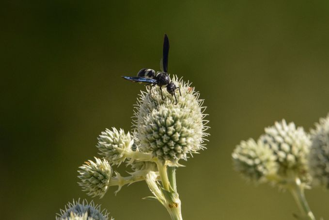 black wasp on green flower