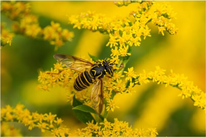 Bee sitting on flowering goldenrod