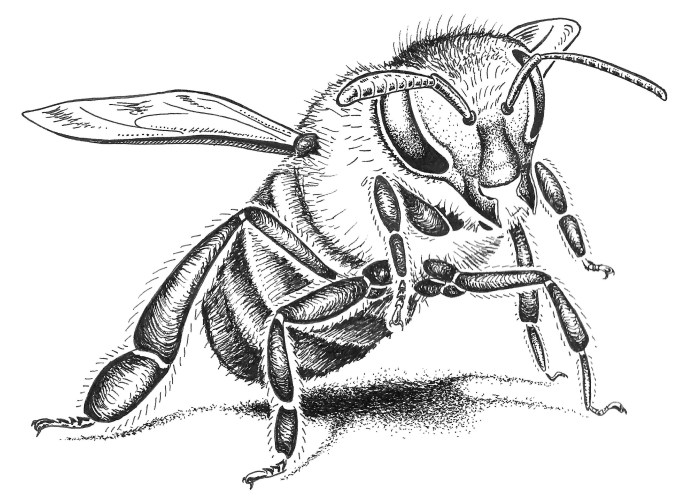 guard honey bee