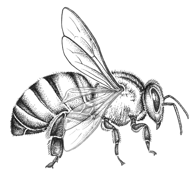 honey bee fanning from side