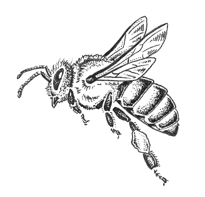 honey bee flying