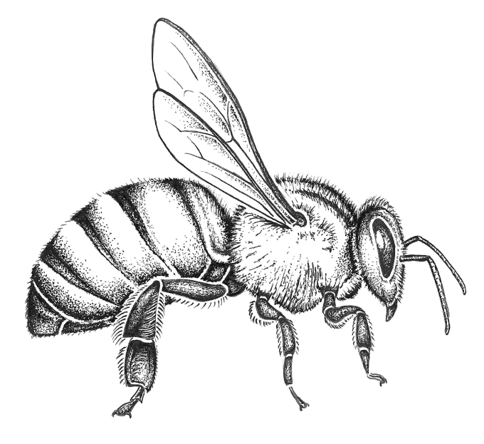 Honey bee worker wings up