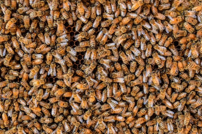 honey bees densely packed