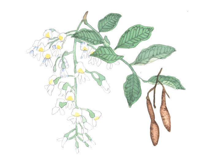 Kentucky Coffeetree Gymnocladus dioicus