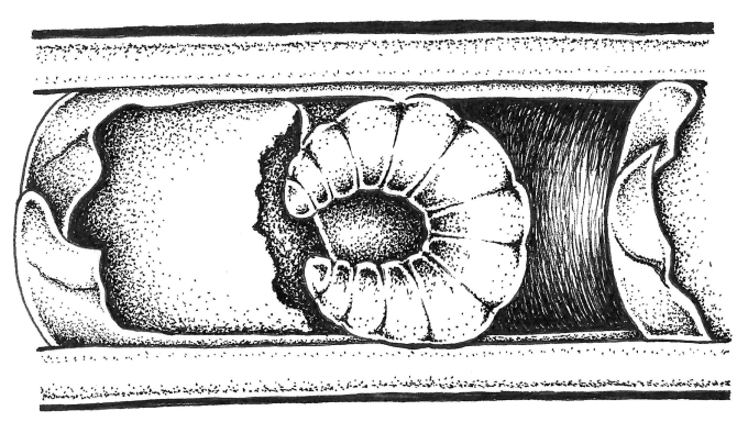 larva in tube