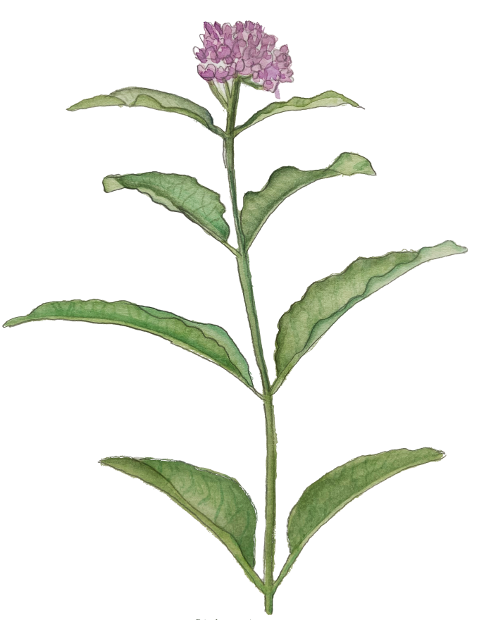 Purple Milkweed Asclepias purpurascens