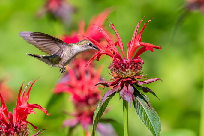 hummingbird hovering over red bee balm