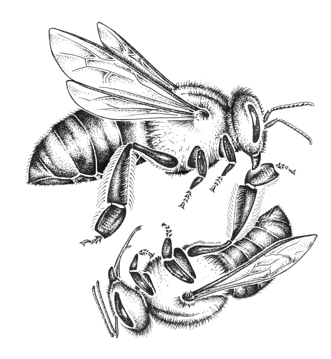 undertaker honey bee worker drags out dead bee