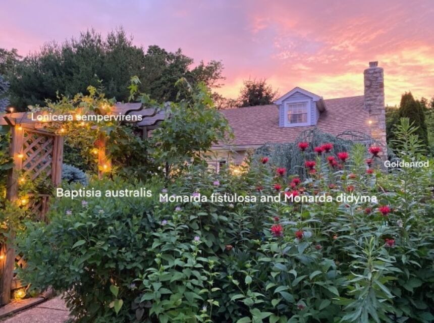 Photo of a garden at sunset with various plant names labeled directly on top of the photo.