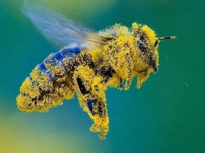 bee covered in pollen