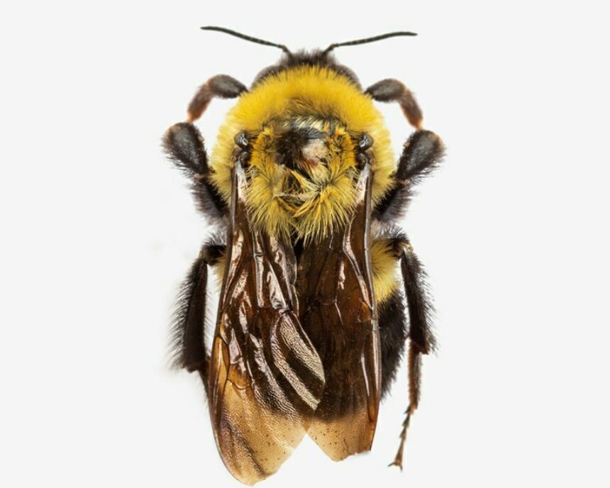 Top view of a bumble bee.