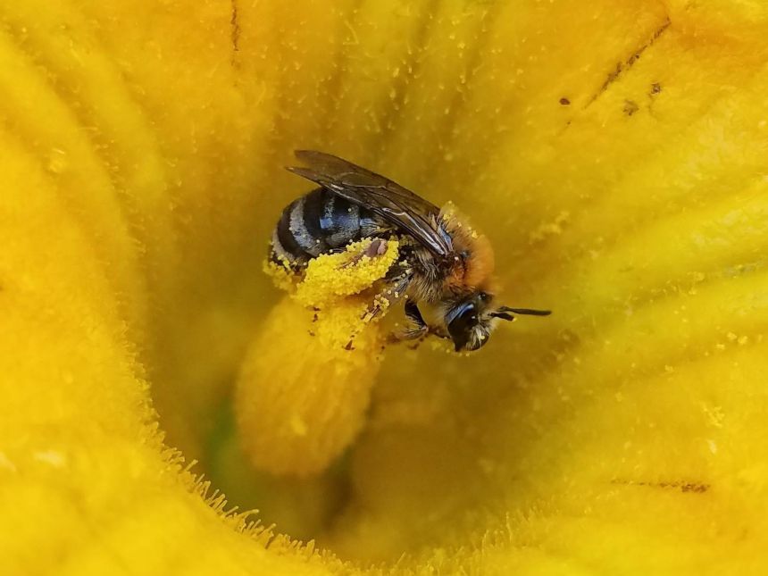 bee in yellow flower