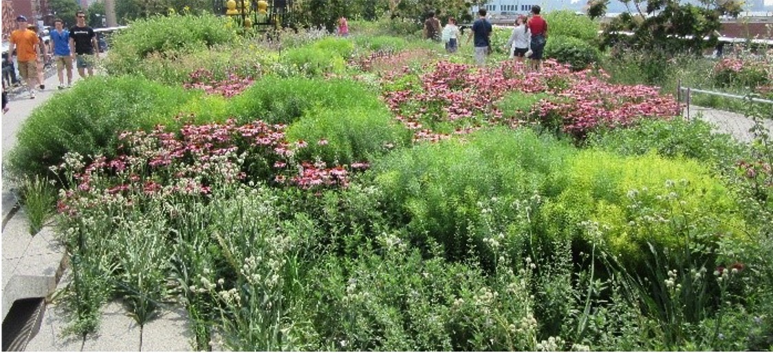 Photo of drift planting - several of the same plants planted together