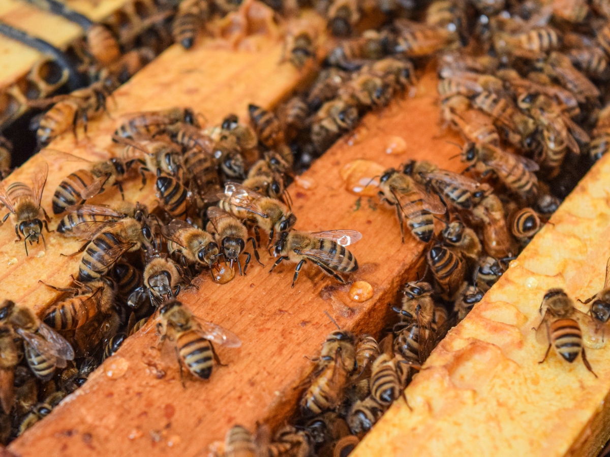 The Penn State Honey And Pollen Diagnostic Lab The Center For