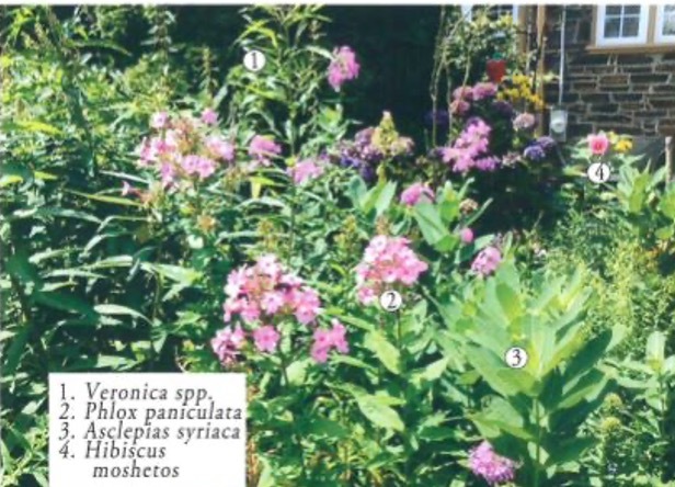 Photograph of garden with text box label on top indicating which plants are featured.