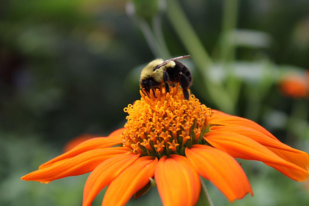bumble bee feeds from an orange flower