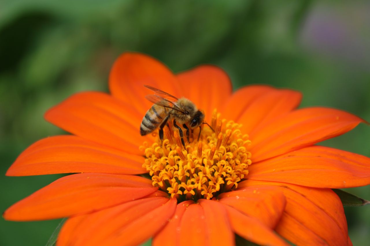 honey bee on orange flower