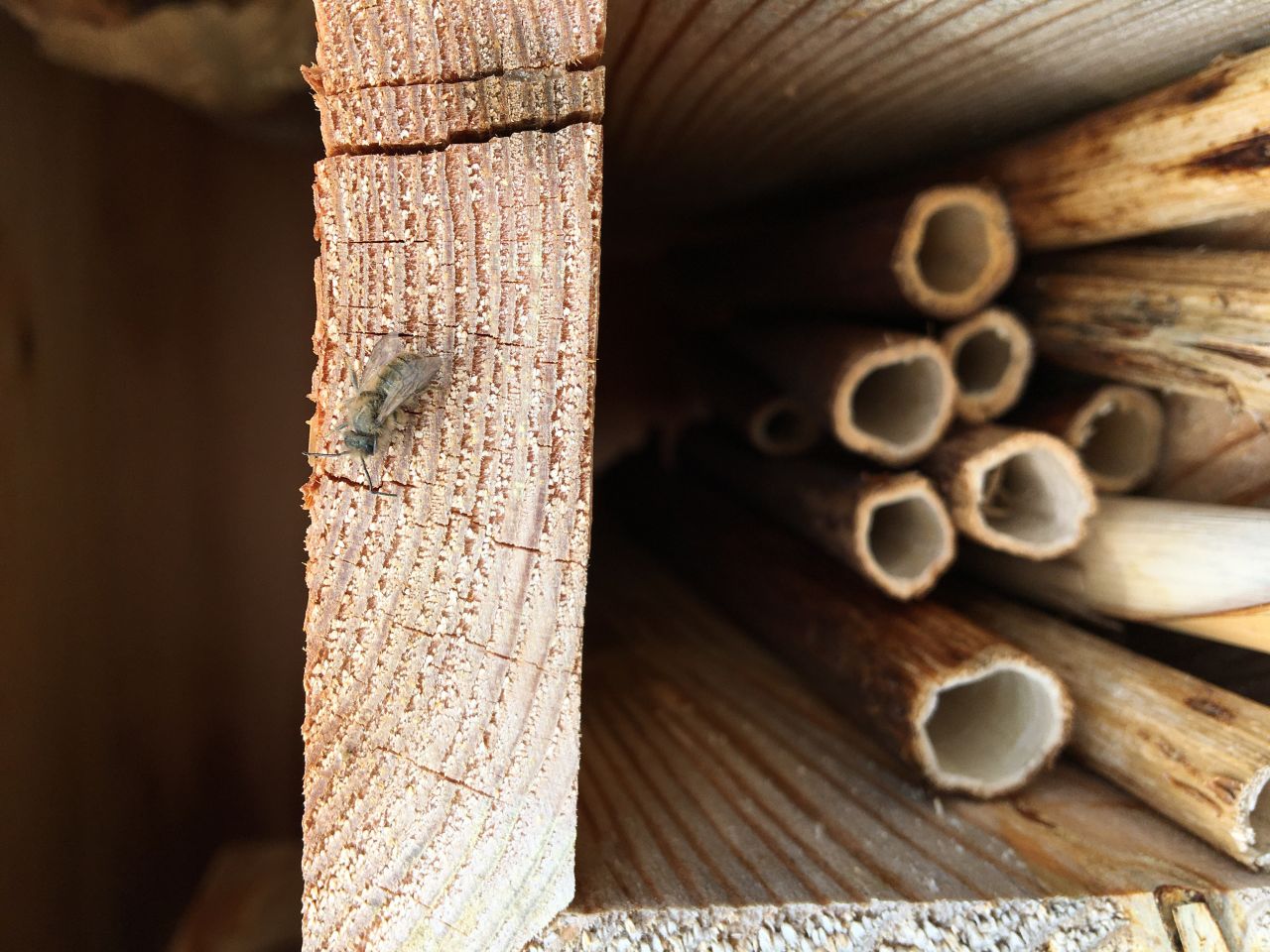 osmia bee on wood