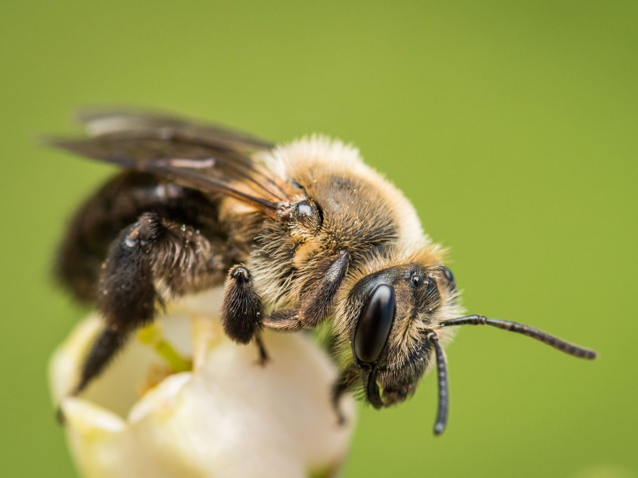 mining bee on a blueberry flower