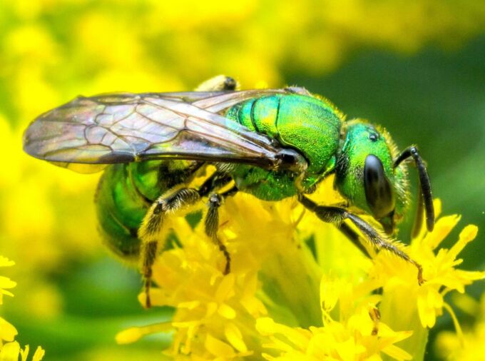 A green sweat bee (Augochlora pura) forages on goldenrod flowers.