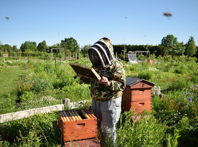 a beekeeper inspects two honey bee colonies