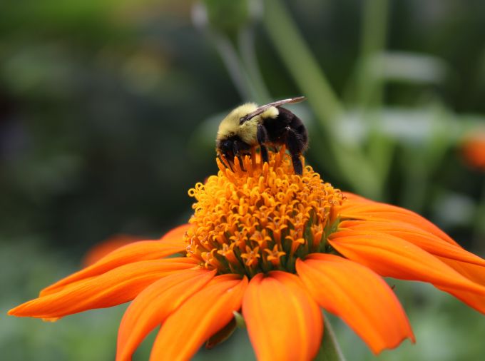 bumble bee feeds from an orange flower