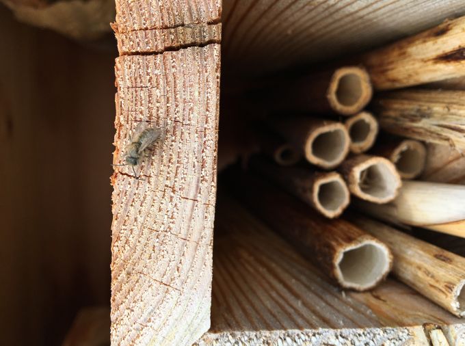 osmia bee on wood