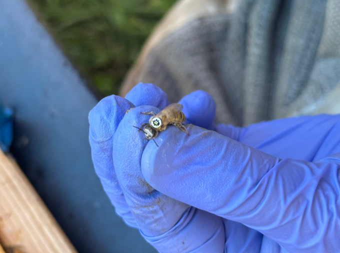 Researchers attached QR codes to the backs of thousands of bees to track when and for how long they left their hives.  Credit: Provided by the researchers. All Rights Reserved.