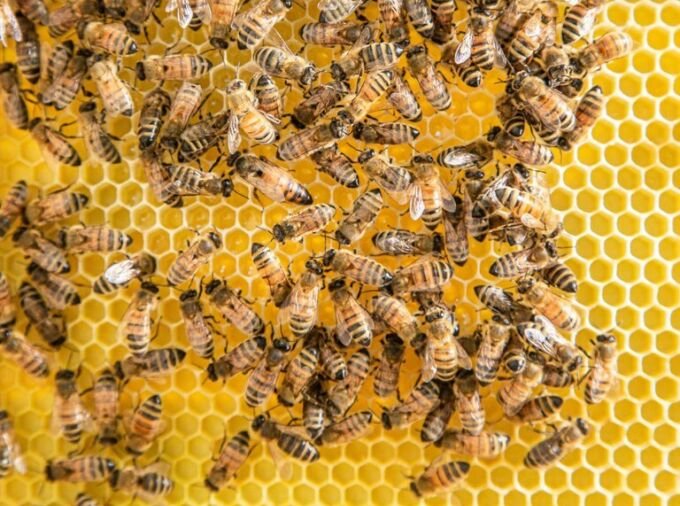 bees on a bright golden honeycomb