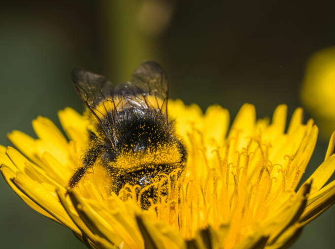 A bumblebee collects pollen from a yellow flower
