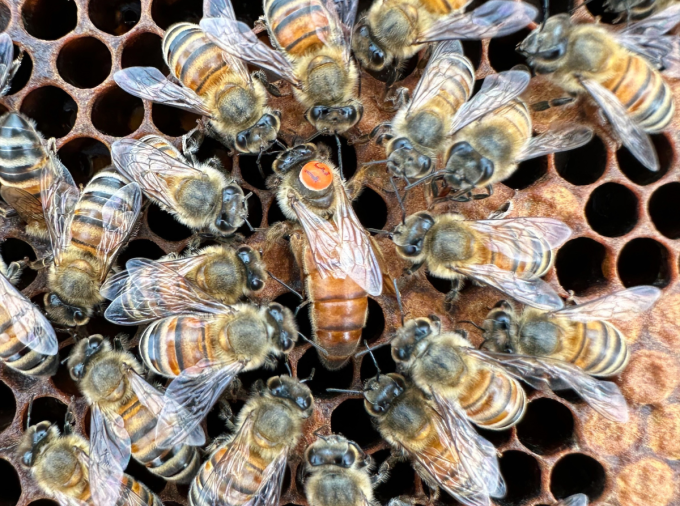 honey bees surround queen bee