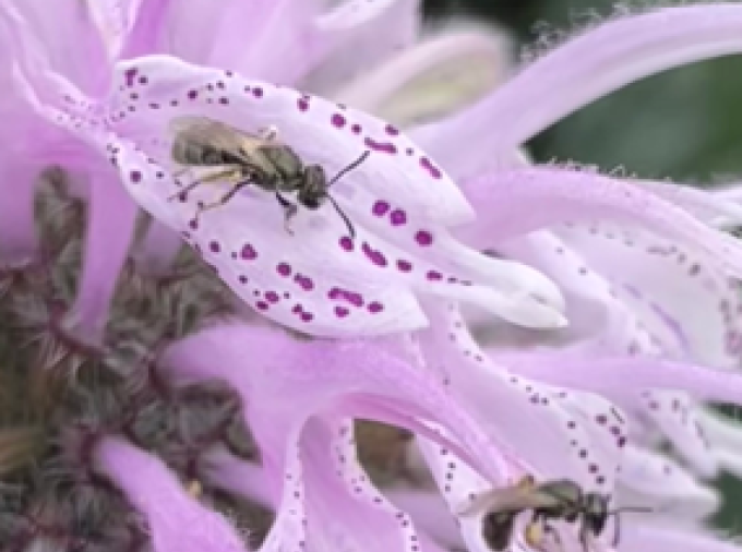 Sweat bee on a pink flower