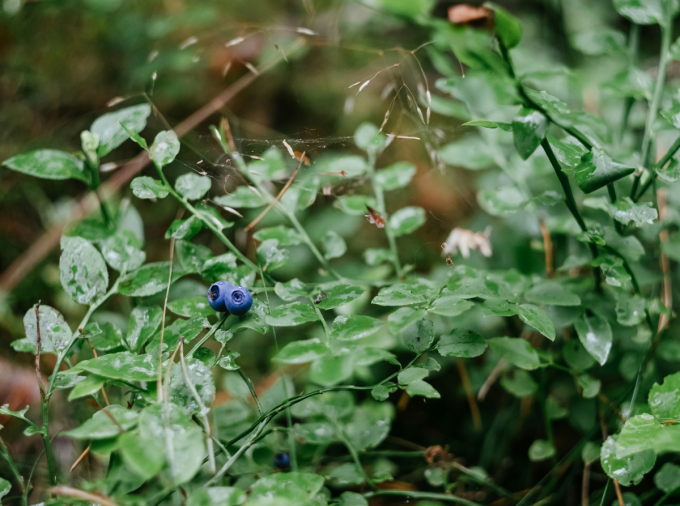 photograph of a blueberry bush