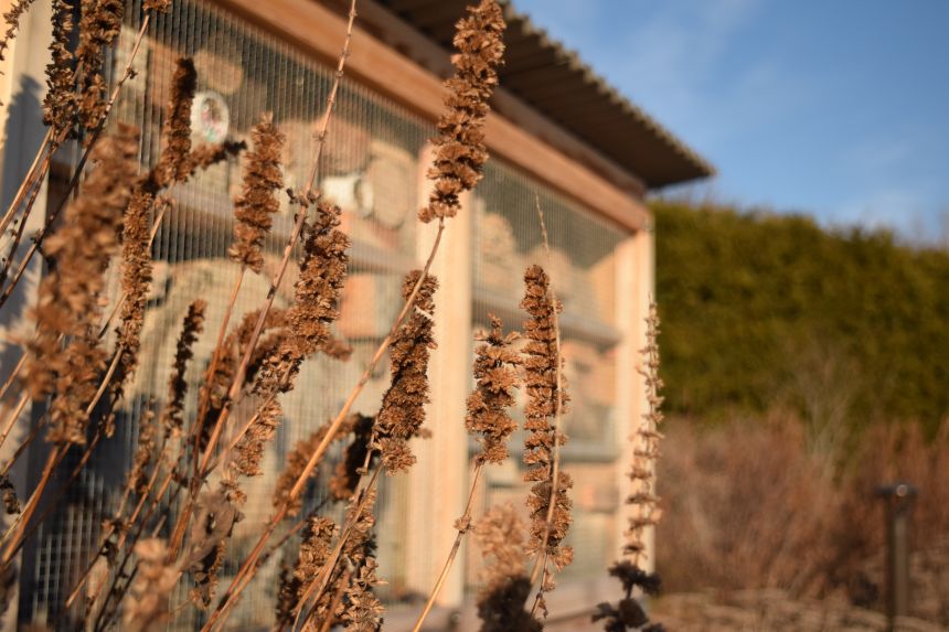 brown flowers in garden