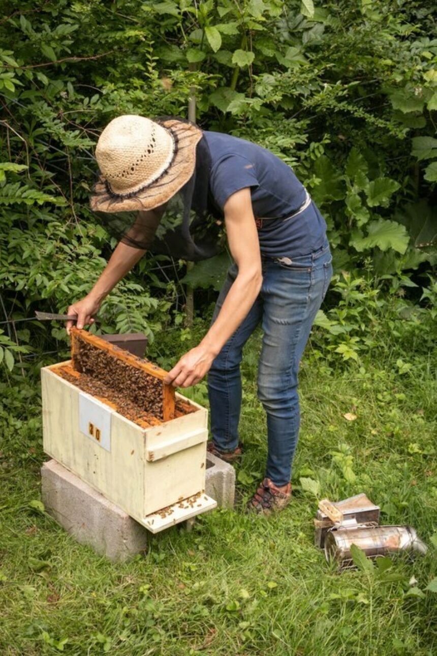 Beekeeper checking bee frames in lush outdoor area