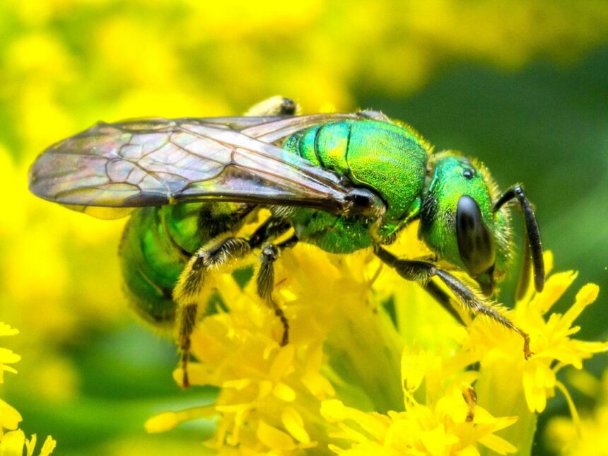 A green sweat bee (Augochlora pura) forages on goldenrod flowers.