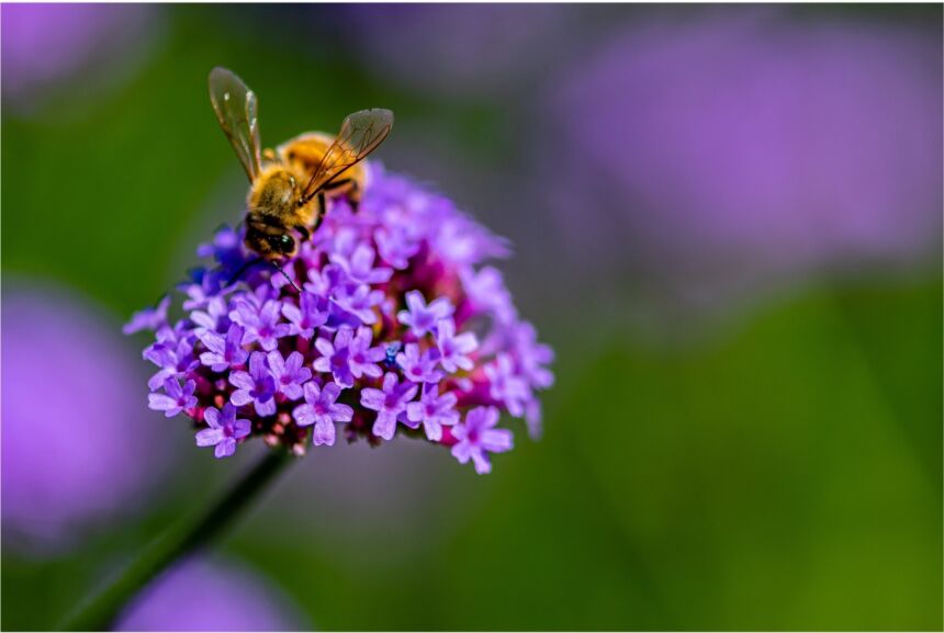 Bumble bee pollinating a purple flower