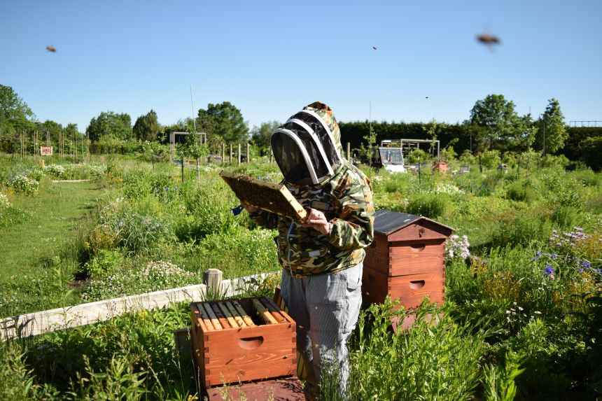 a beekeeper inspects two honey bee colonies