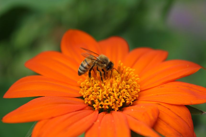 honey bee on orange flower