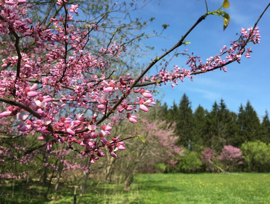 photo of eastern redbud flowers against blue sky and distant conifer trees