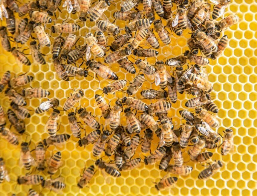 bees on a bright golden honeycomb